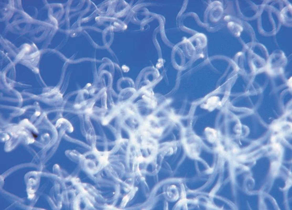 Koppert palmanem nématodes contro farfalla palmivore, charençon, tipules