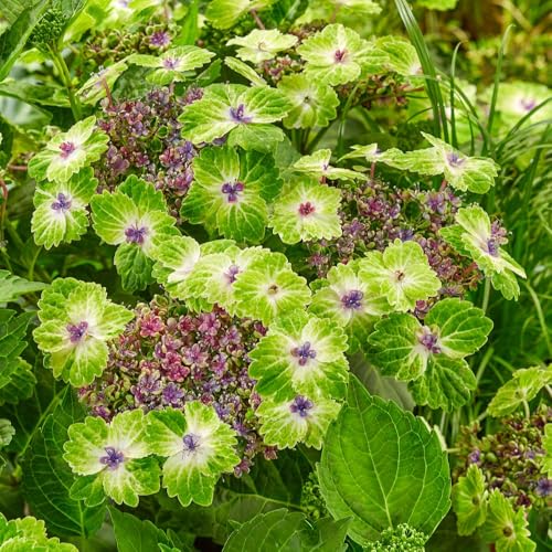 Hydrangea 'Teller Green Dream Pink' – Hardy Shrub – Lime-Green Lacecap Flowers with Pink Centres – Compact Deciduous – Perfect for Shade – Long-Lasting Colour 1x 14cm Pot by Thompson and Morgan