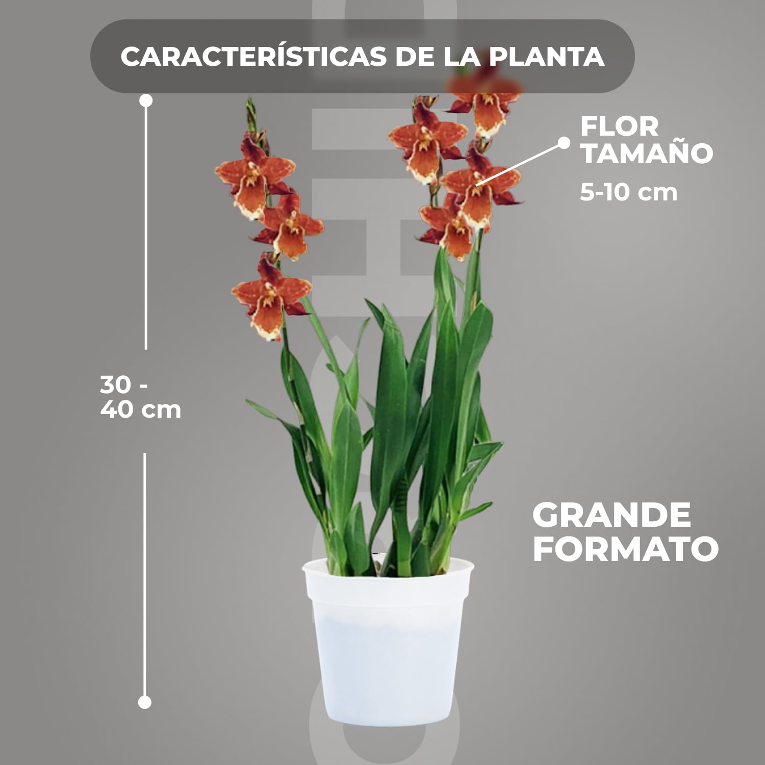 Orquídeas Wilsonara Inferno reales. 2 grandes plantas de interior de Holanda. De 30-40 cm de altura, con flores ligeramente perfumadas.