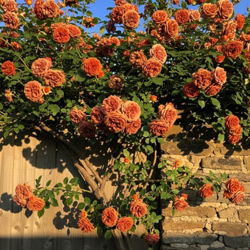 Image of Climbing Rose Hybrid Seeds Pack - Large Flowers- 70 Easy-to-Grow Seeds for Vibrant Blooms, Suitable for All Indian Climates (BROWN)