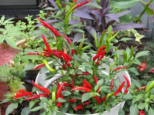 Thai Red Hot Pepper Organic Live Plant