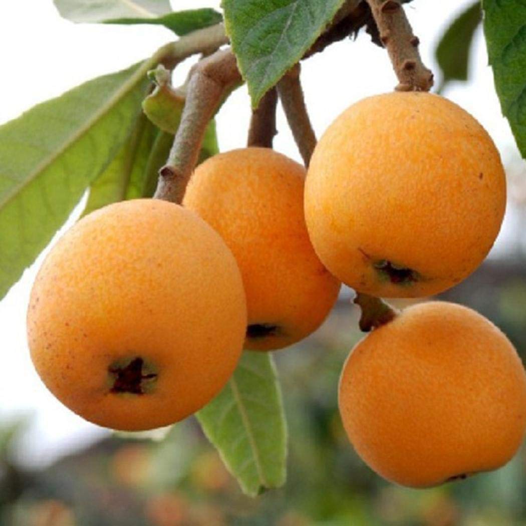 HOO PRODOTTI  Semi Loquat Mispel frutto Bonsai Eriobotrya Japonica 5 PCS 1  Professional Service Pack Neue Zecca! : Amazon.de: Garten