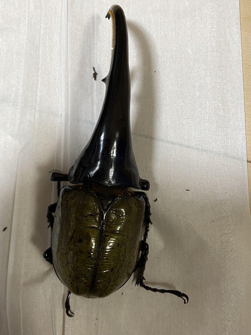 Amazon.co.jp: 標本用死虫ヘラクレスオオカブト 151mm : おもちゃ