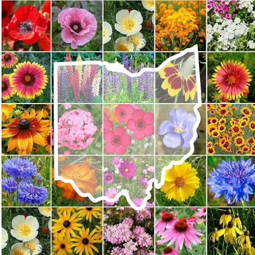 Eden Brothers Ohio Wildflower Mixed Seeds for Planting 1/4 lb 120 000+ Seeds with Sweet William Cornflower | Attracts Pollinators Plant in Spring or Fall Zones