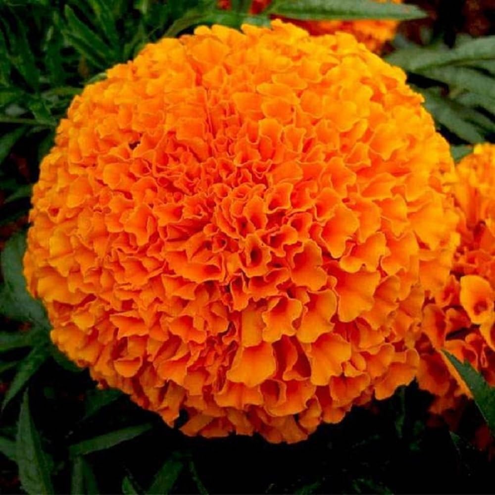 JIGNISHASEEDS Marigold Hybrid Orange (Genda Fool) Flower Seeds Pack Of 50 (B0BZZLG85H) Amazon Price History, Amazon Price Tracker