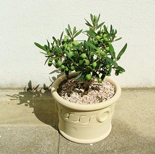 20 Seeds Dwarf Olive Tree indoor/outdoor