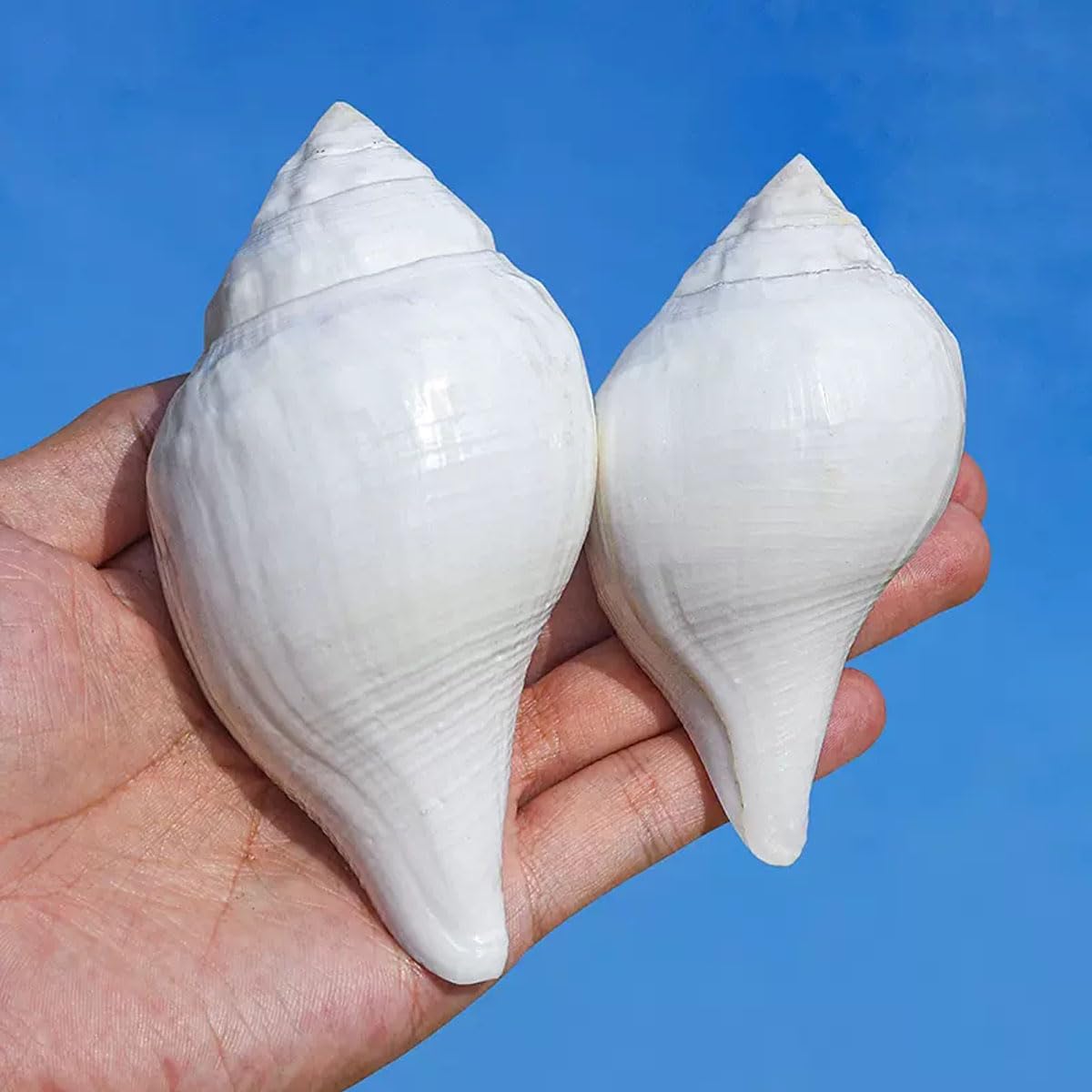 Amazon.co.jp: 貝殻ナチュラルホワイト巻き貝9~12cm装飾用DIY工芸品