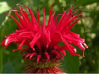 RED BEE Balm MONARDA Jacob Cline Seeds Canada Easy Grow Perennial Canada Bestdealhere