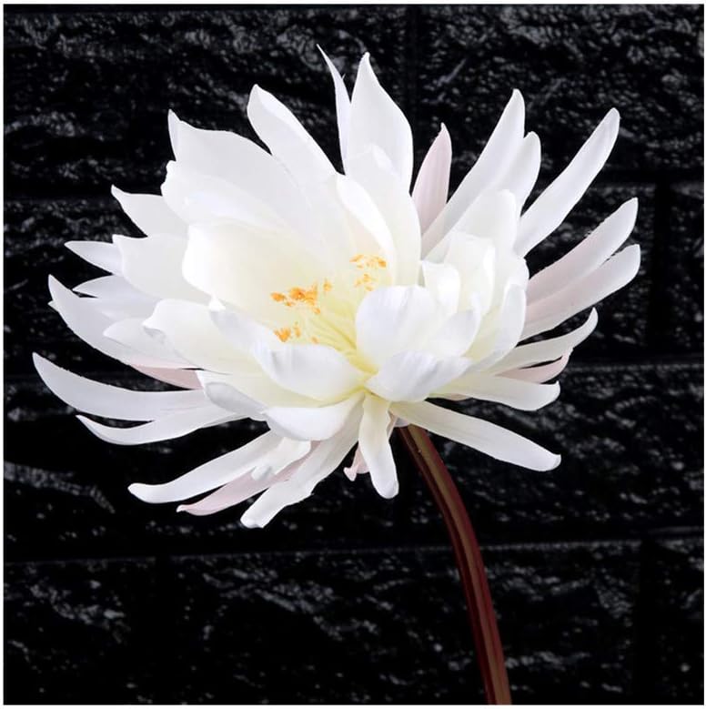 Pack of 5 Pieces Indoor Artificial Epiphyllum Silk Night-Blooming Cereus Artificial Broad-leaved Epiphyllum Flower White