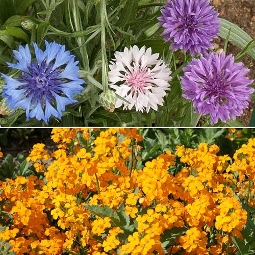 Image of Ferry-Morse Dwarf Rainbow Bulk Wildflower Seeds, 390,000+, 1 lb