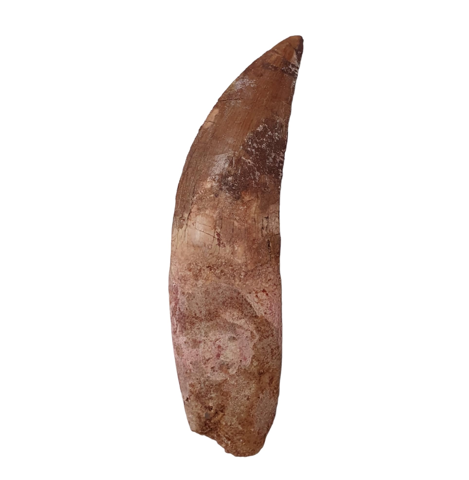 Carcharodontosaurus saharicus (Zahn) African Trex Dinosaurier Fossilien Fossilien DCOO8