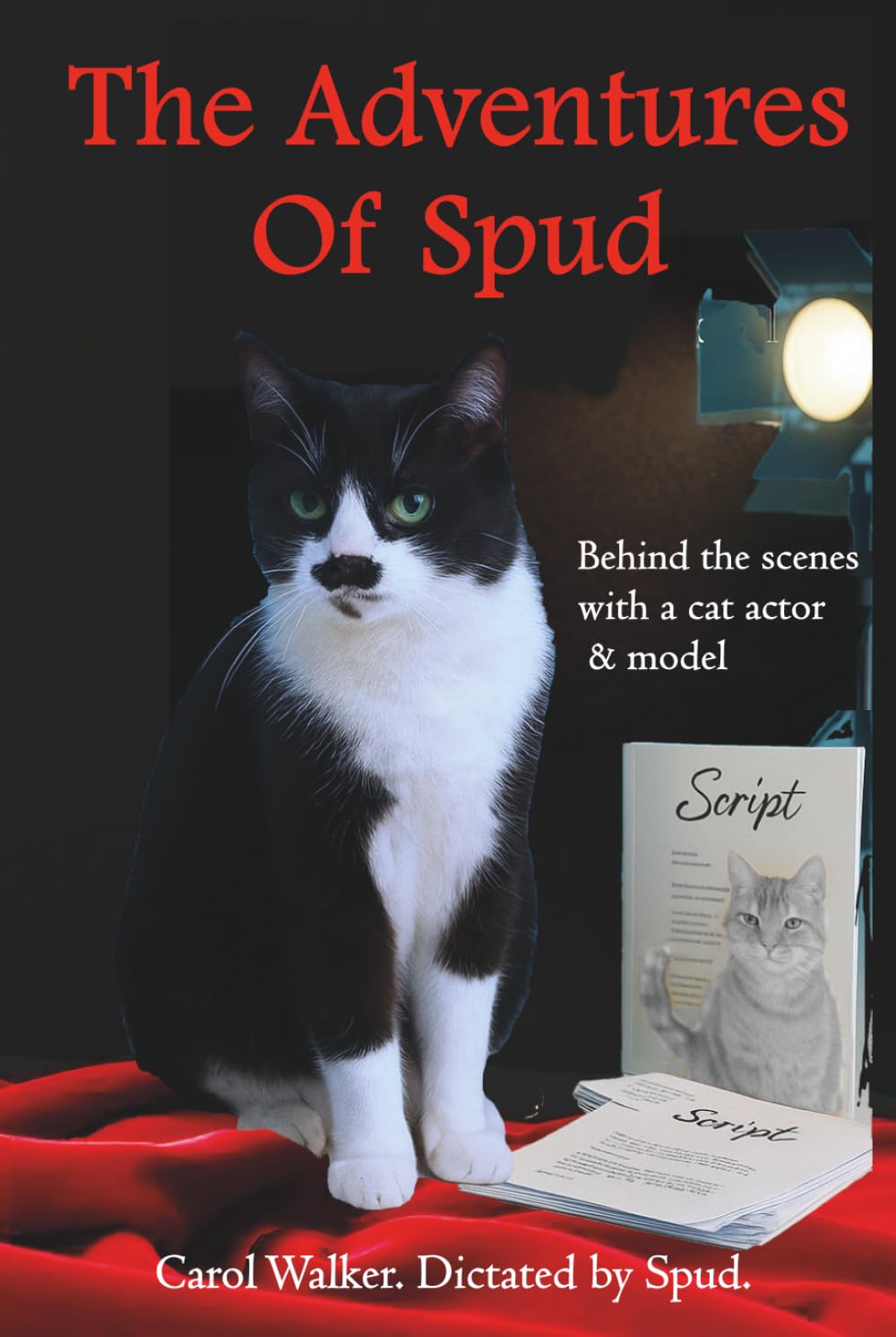 The Adventures of Spud: Behind the scenes with a cat actor and model (Spud, The Cat With a Tash)
