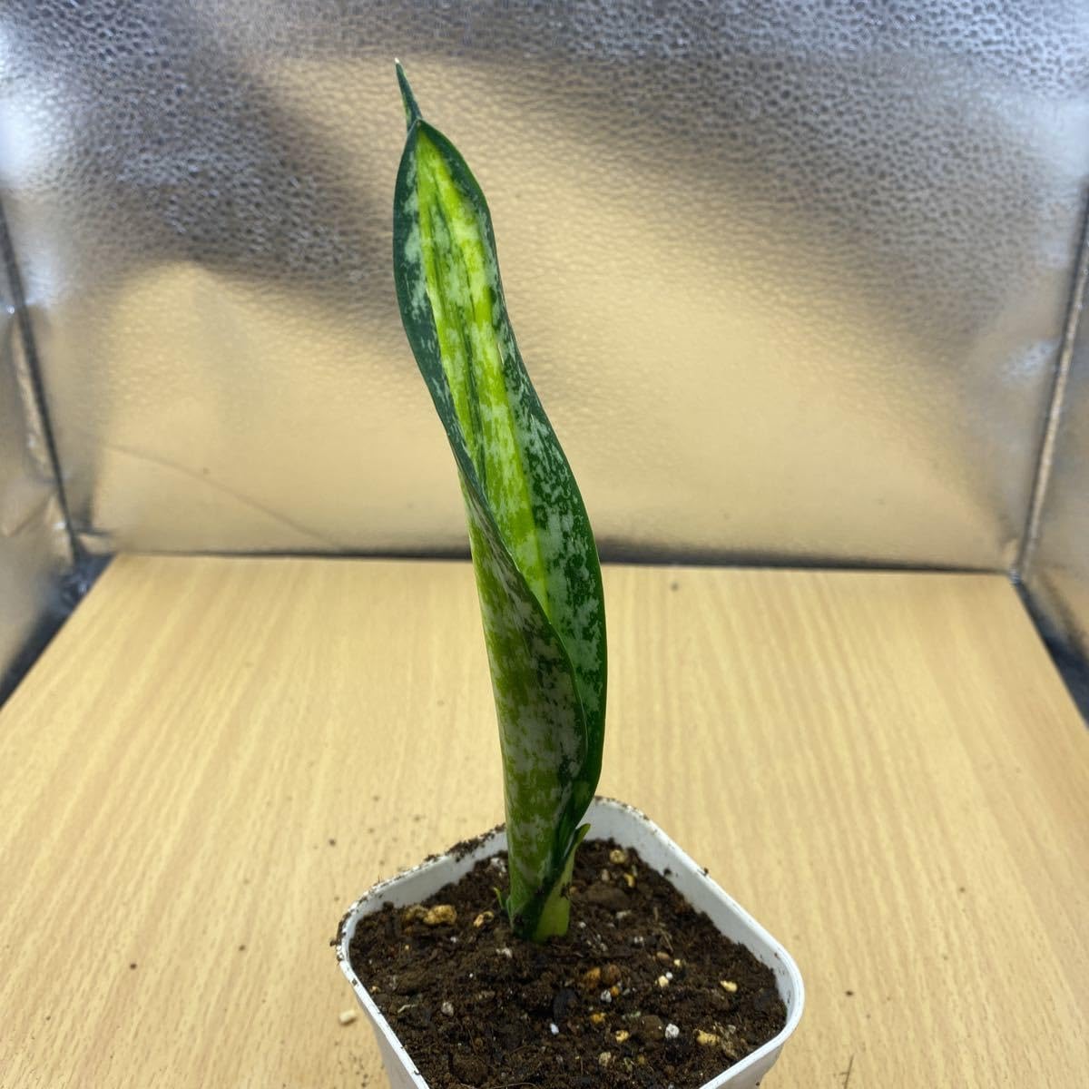 サンスベリア　カルフォルニア Amazon.co.jp: サンスベリア カリフォルニア SANSEVIERIA
