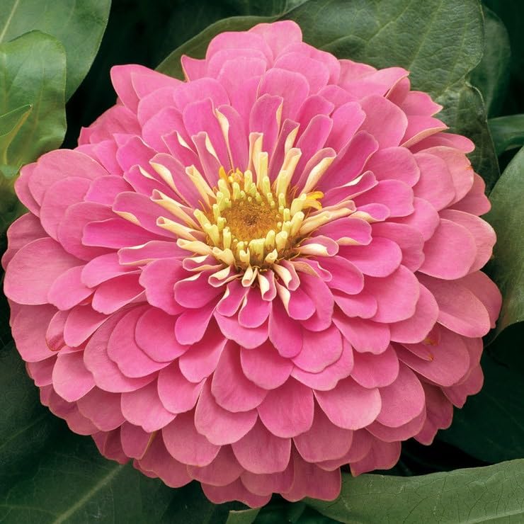 Park Seed Magellan Pink Zinnia Seeds