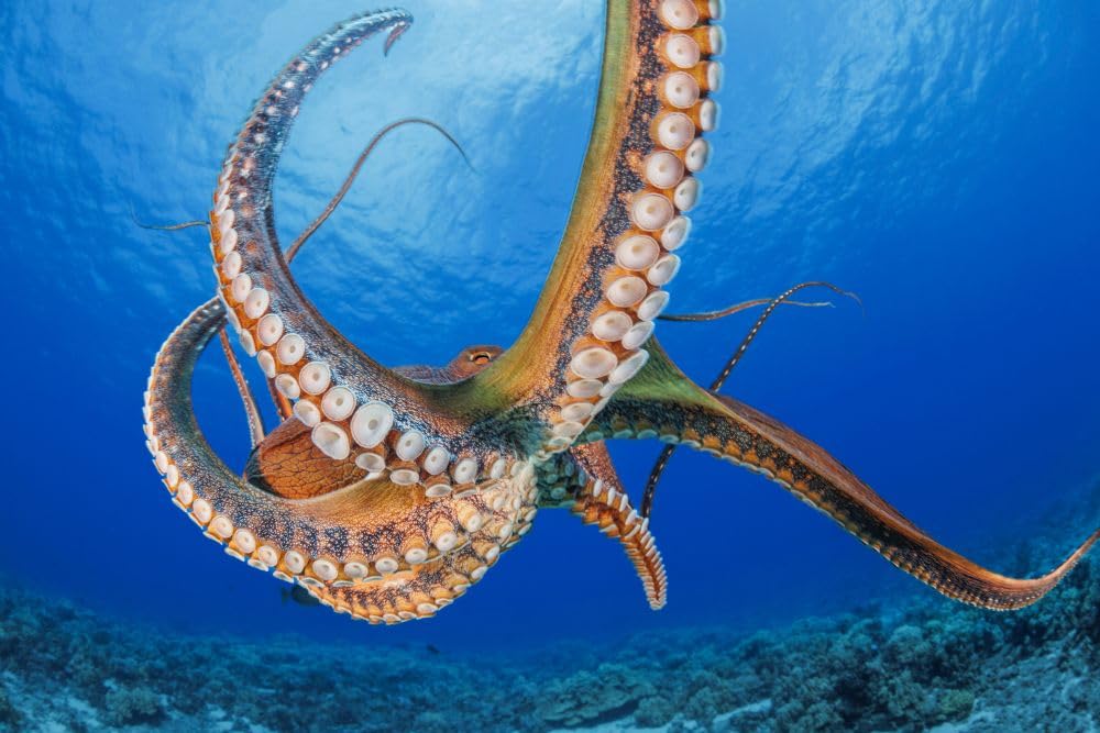 Amazon.com: Day octopus (Octopus cyanea) is also known as