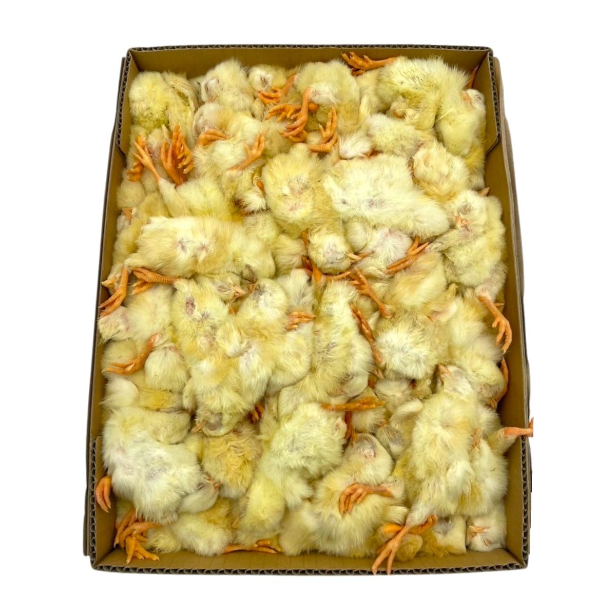Amazon.co.jp: 「国産 冷凍 ヒヨコ 1羽」 冷凍ヒヨコ 餌用ヒヨコ 冷凍