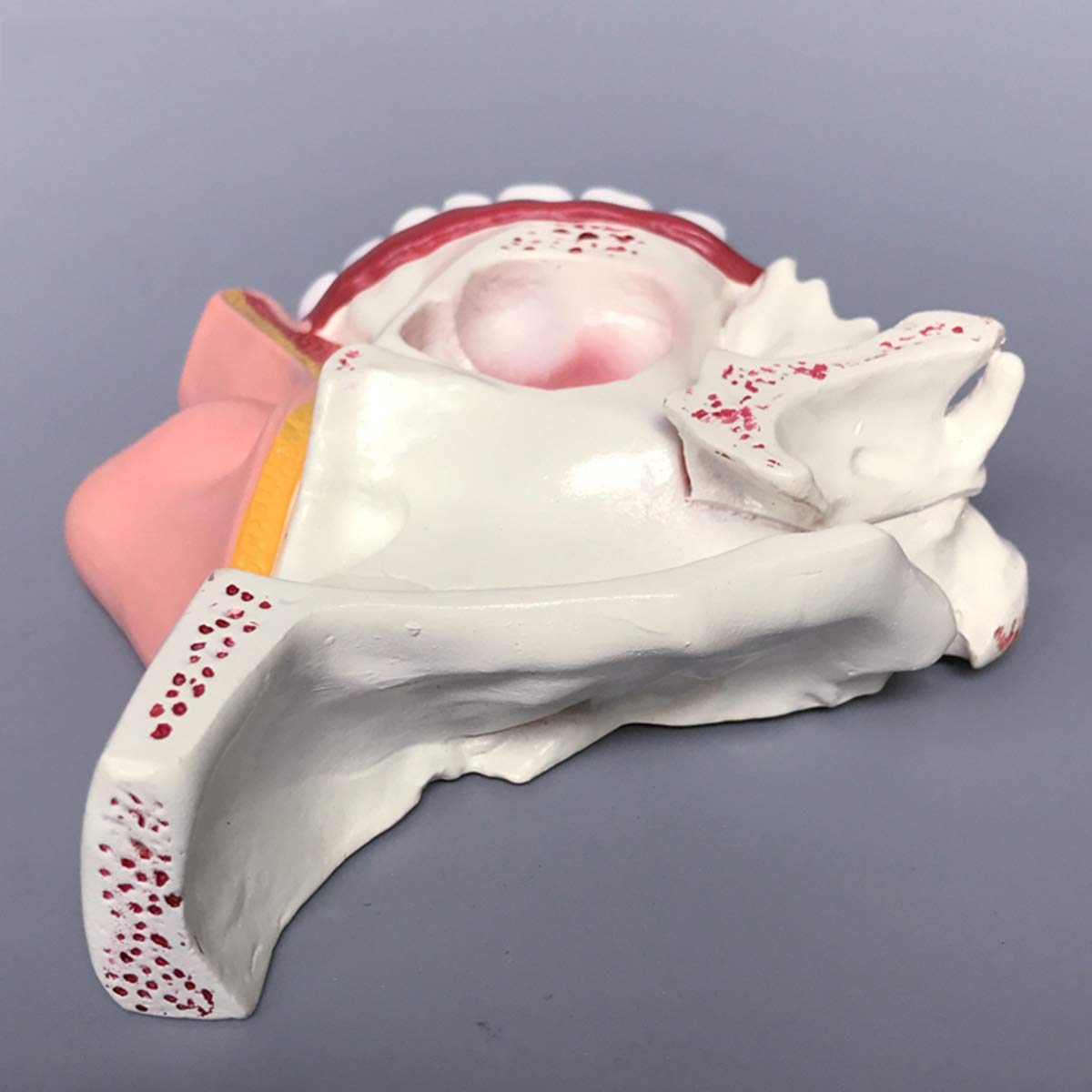 Montaż Anatomicznego Kształtu Nosa Anatomii ENT Model Anatomii Dla Modelu Nauczania Nauki, Wielobarwne Materiały Dydaktyczne Do Szkoły, Edukacji