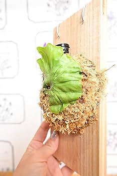 Amazon.co.jp: P.wandae dwarf TC①在庫僅か @bikamori.com