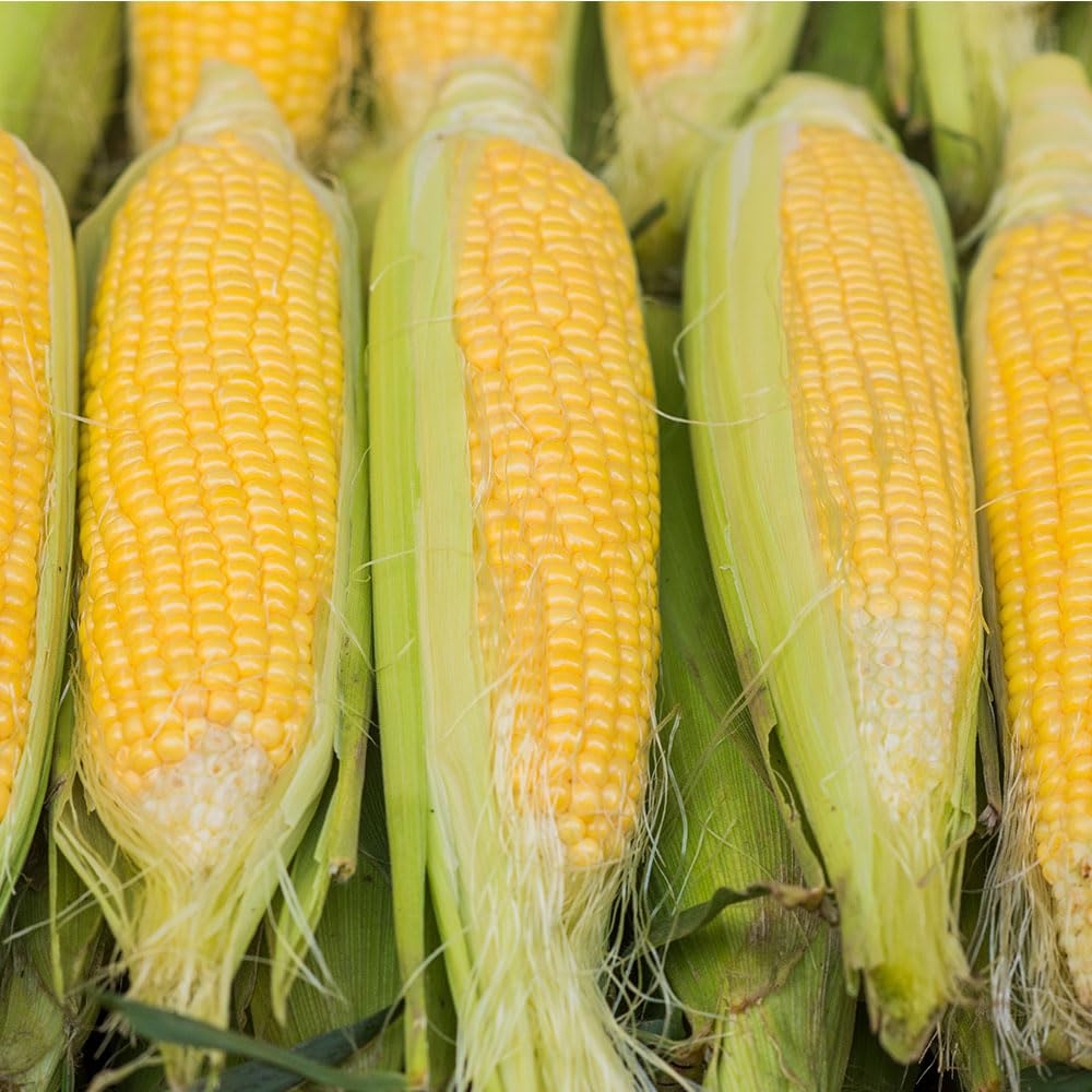 Sweet Corn Seeds – Golden Bantam Heritage Italian Variety – Vigorous & High Yielding – Large Sweet Yellow Cobs – Easy to Grow — image 1