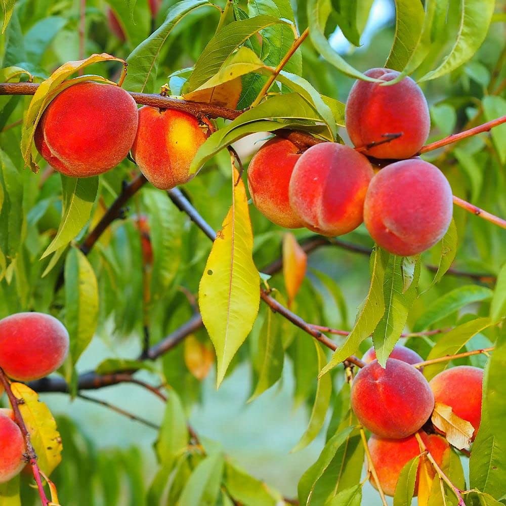 Most Expensive Red Haven Peach Live Fruit Plant & Tree hight 1.5-2 Ft For Home Gardening Hybrid Peach (Red) Fruit Plant (Pack Of 1)