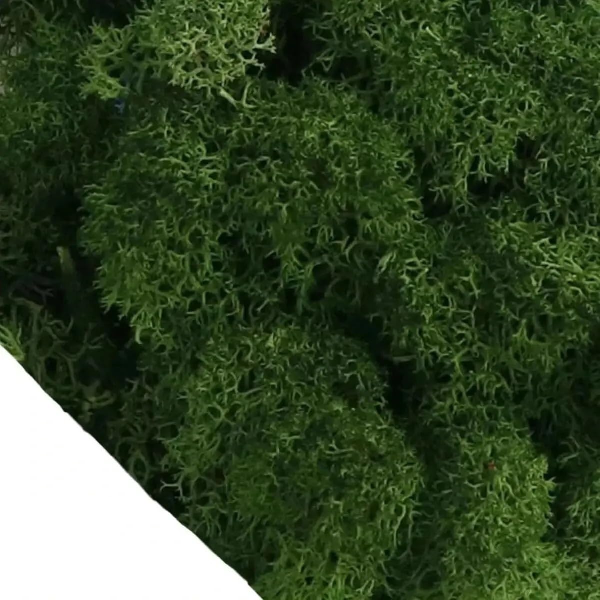 HZLXF1 Artificial Green Plants Eternal Moss,DIY Crafts Grass Home Room Decor(Bottle Green,50g)