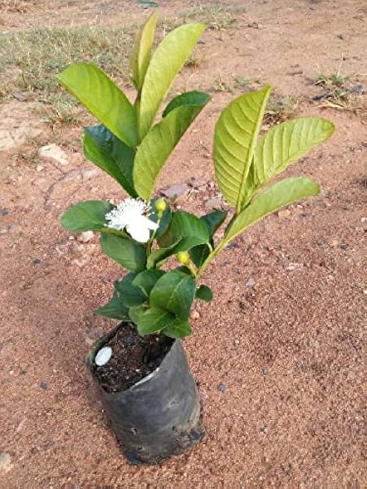 Thai 7 Guava Tree - Sweet Fruit Year-Round -3 Thai 7 Guava Tree - Sweet Fruit Year-Round -3