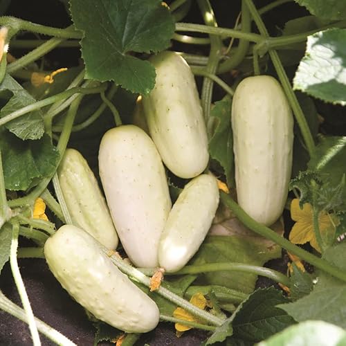 Miniatura 2 de RAISE ME UP Semillas de pepino blanco ángel F1 50 días para encurtidos en interiores, sin OMG, híbrido abierto polinizado