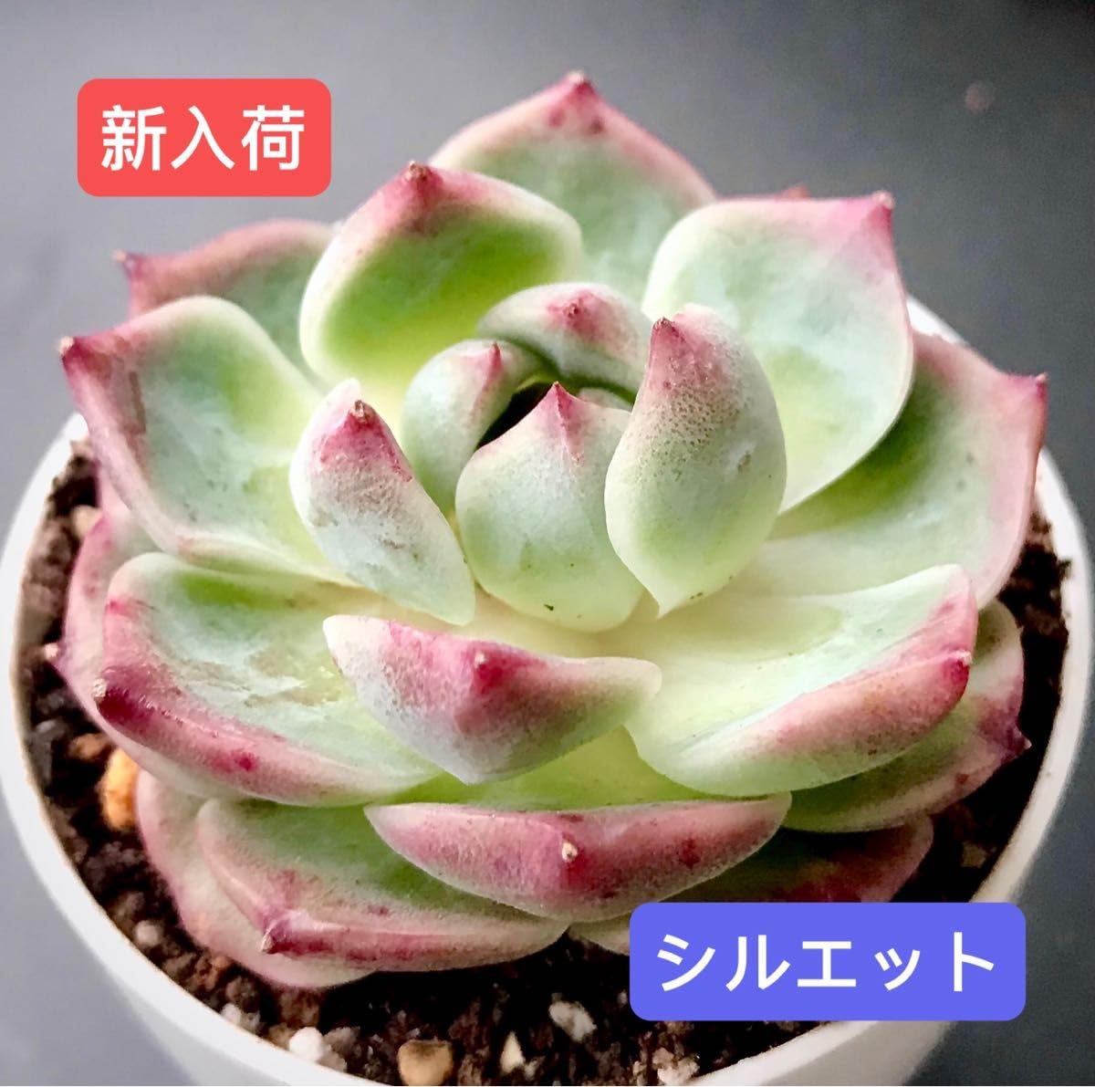 美苗シルエット大苗 美苗シルエット大苗 【公式通販】