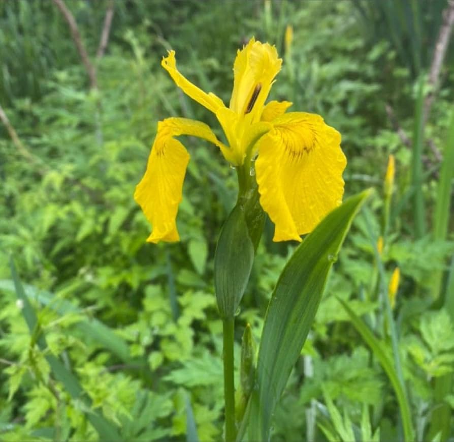 Amazon.co.jp: 黄菖蒲 キショウブ 山形県産 あやめ科 球根です