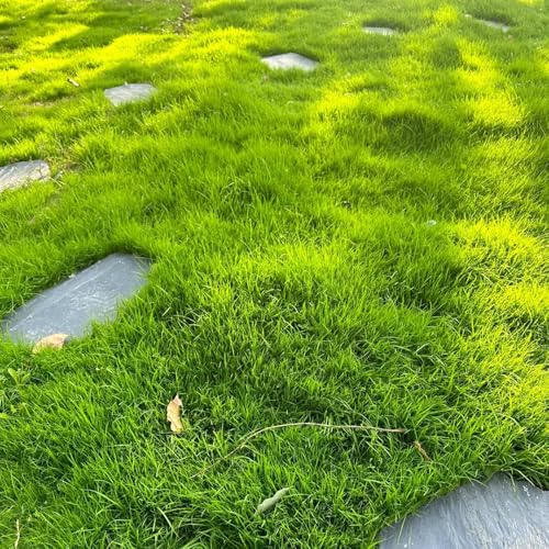 Semillas de césped, semillas de invierno, semillas de césped de sombra, semillas perennes resistentes que cubren el suelo semillas de pasto semillas de césped Resistente al suelo 500pcs
