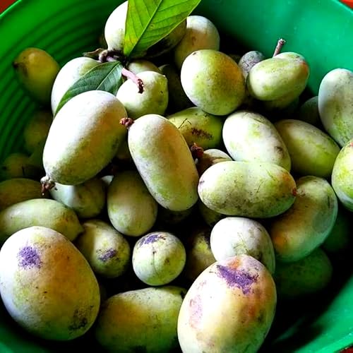 Miniatura 3 de Árbol de pata de pata, planta de papaya viva para plantar en otoño, de 1 a 2 pies de alto