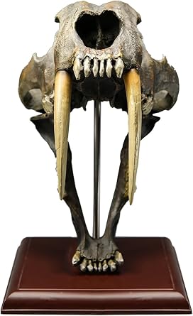 Saber-Toothed Tiger Skull Replica, 11 Multi-Purpose Animal Skull Model, Resin Smilodon Sabertooth Tiger for Medical Teaching, Art Collection, Painting Decoration.