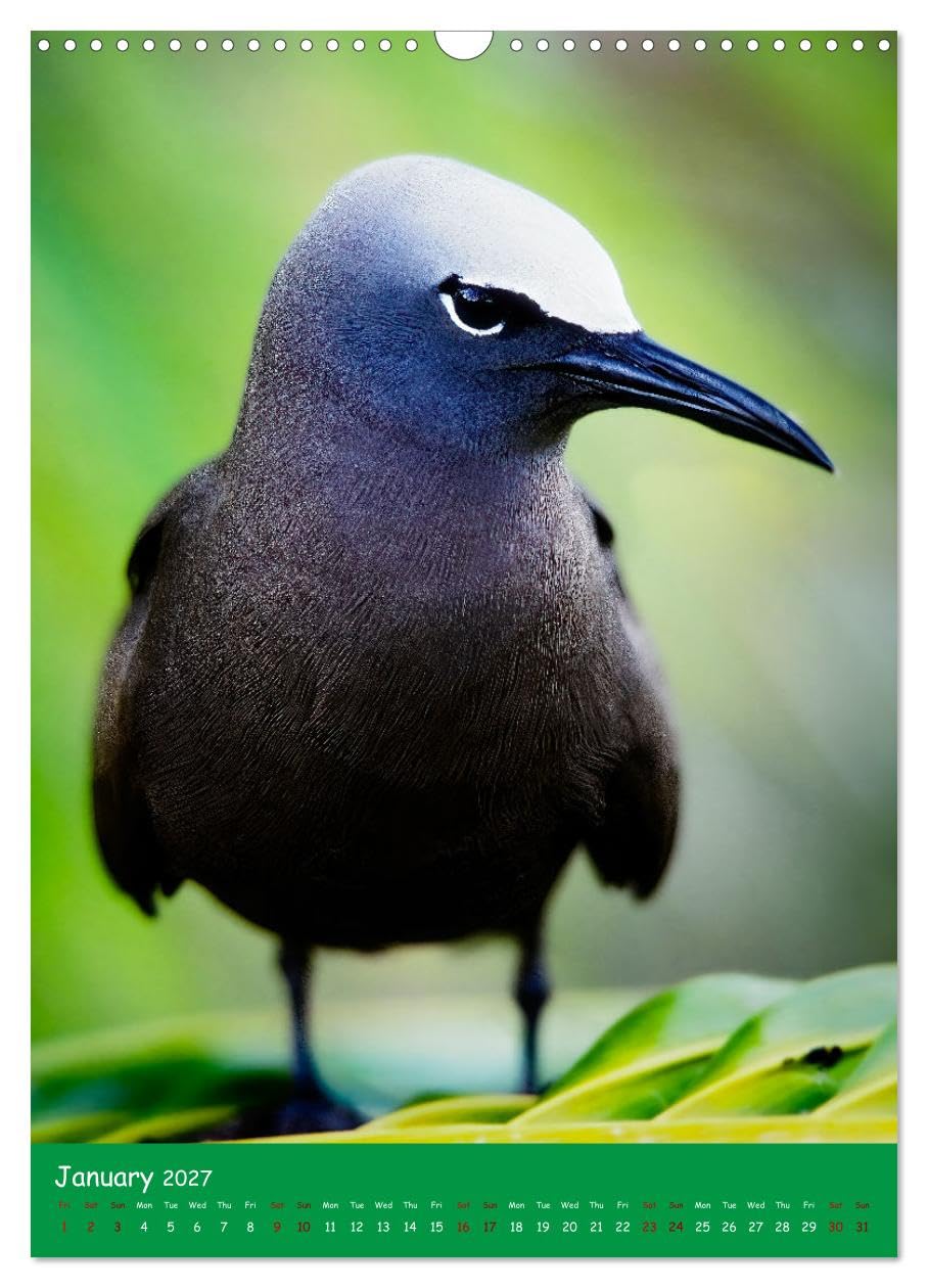 Our wild nature, American birds (Wall Calendar 2027 DIN A3 portrait), CALVENDO 12 Month Wall Calendar: Birds of the Americas
