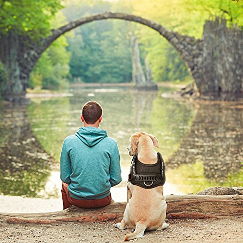 iriscargo dog harness