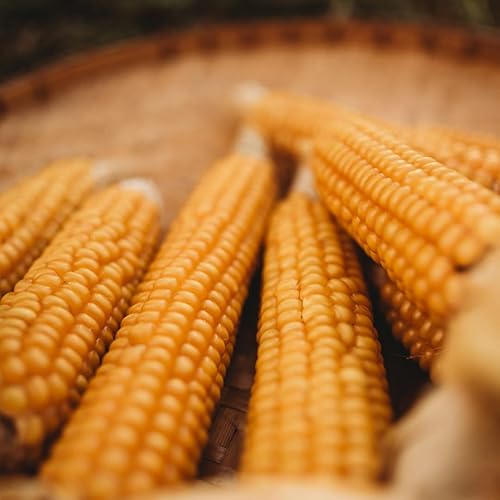 Miniatura 2 de Gehu - Maíz indio de pedernal amarillo temprano, 50 semillas, reliquia rara y variedad de polinización abierta, cultivadas en Estados Unidos,