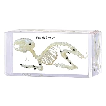 Real Rabbit Skeleton Specimen in Resin-Real Animal Bones for Biology Science Education, Anatomy Study, Gothic Home Decor & Unique Gift,Animal Skull7.873.541.57