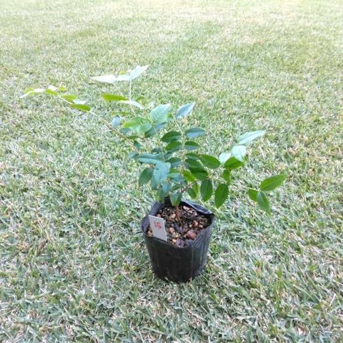 観葉植物 ジャボチカバ」の人気商品一覧 | 安い商品を通販サイトから