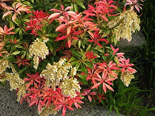 (1) - Mountain Fire Pieris - Starter Plant (5 M) (1 Live Plant) #TOP24