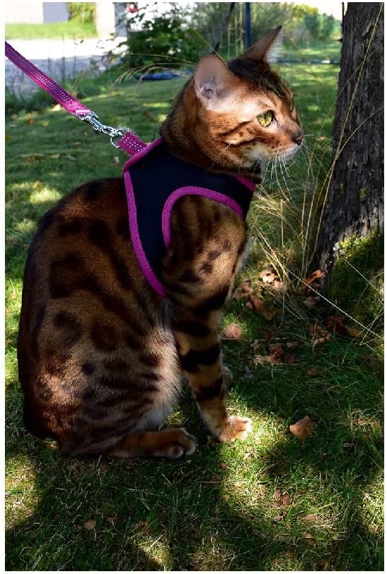 Bobby Safe Cat Harness with Leash, Harness for Extra Small Cats Puppy Cat Harness Set, Adjustable, Reflective, Black, For Cats 3-6 KG - Image 3