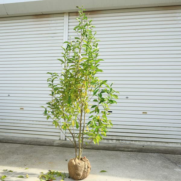 Amazon.co.jp: 特選庭木 植木：ナナミノキ 株立ち* 樹高150cm 七実の