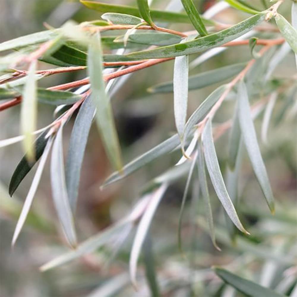 Amazon.co.jp: レプトスペルマム シルバーティーツリー3号ポット