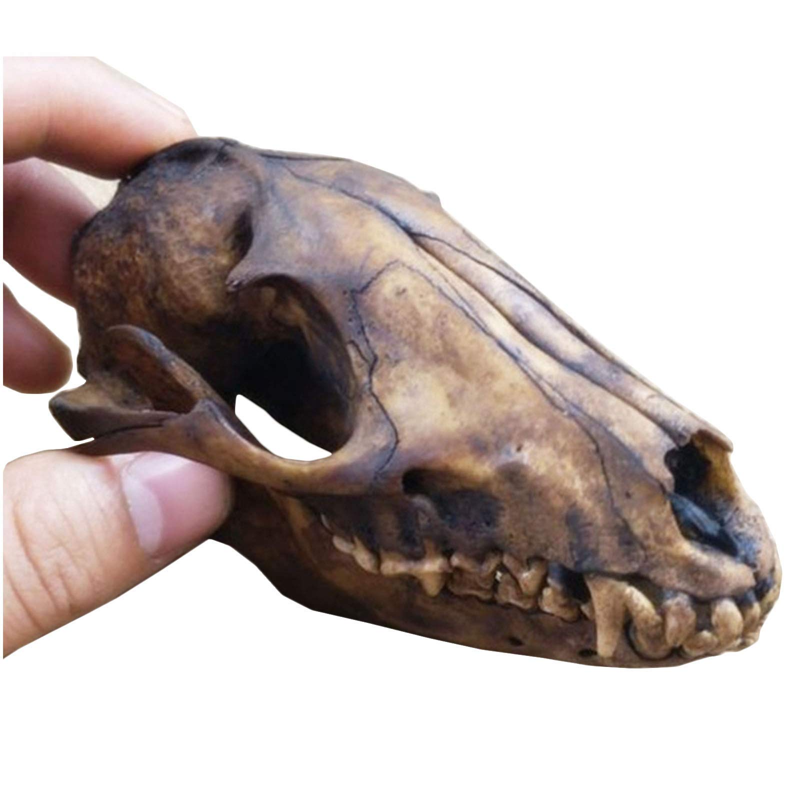 Amazon.co.jp: 剥製動物の頭 - キツネの頭蓋骨標本 - 剥製用品 アート Amazon.co.jp: 剥製動物の頭 - キツネの頭蓋骨標本 - 剥製用品 アート