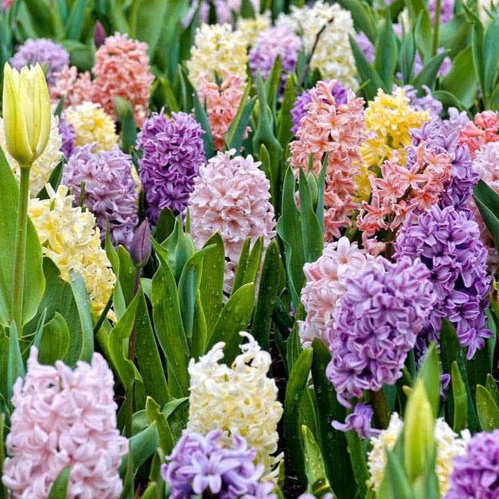 Blue Magic Design 3 prepared fragrant garden bedding Mixed Colour Hyacinth corm perennial plants-16/17cm flower bulb -Summer Autumn gardening โ image 1