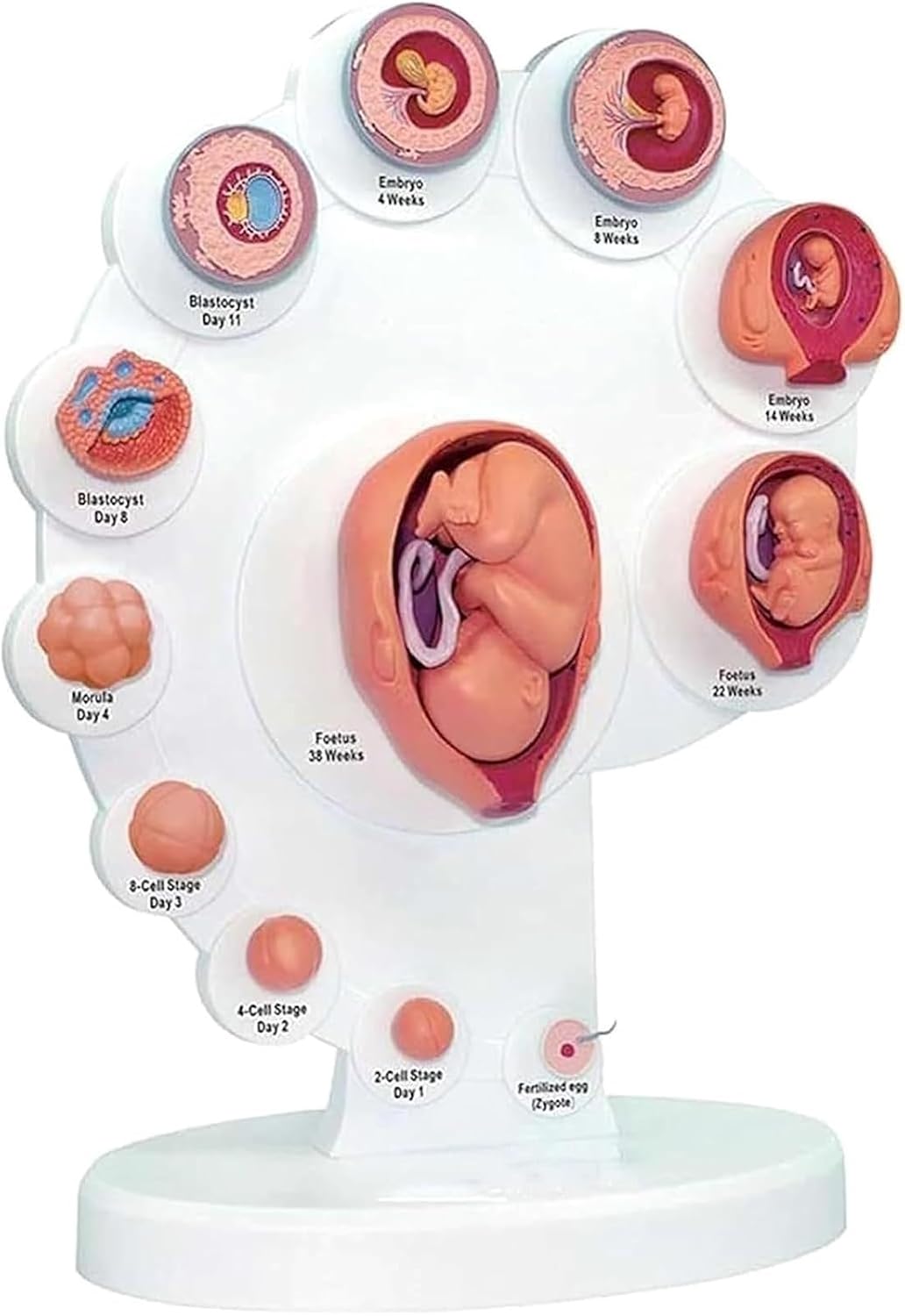 Organ Growth Model Human Anatomy Science, Cycle, 4DModel, Process