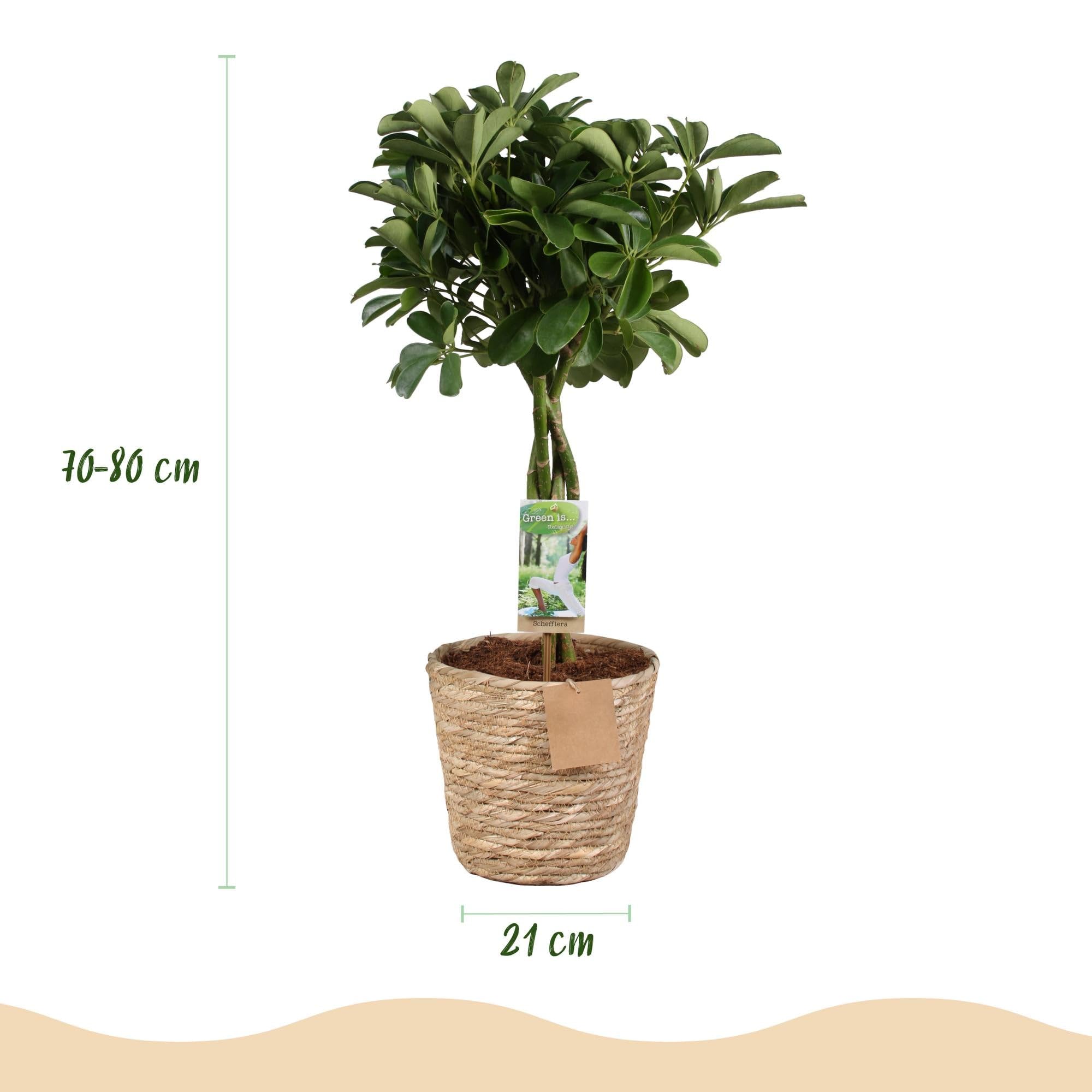 Schefflera Nora – 70-80 cm – 21 cm, z koszem, łatwa w pielęgnacji, błyszcząca zielona roślina do salonu, biura i sypialni, oczyszczająca powietrze i dekoracyjna