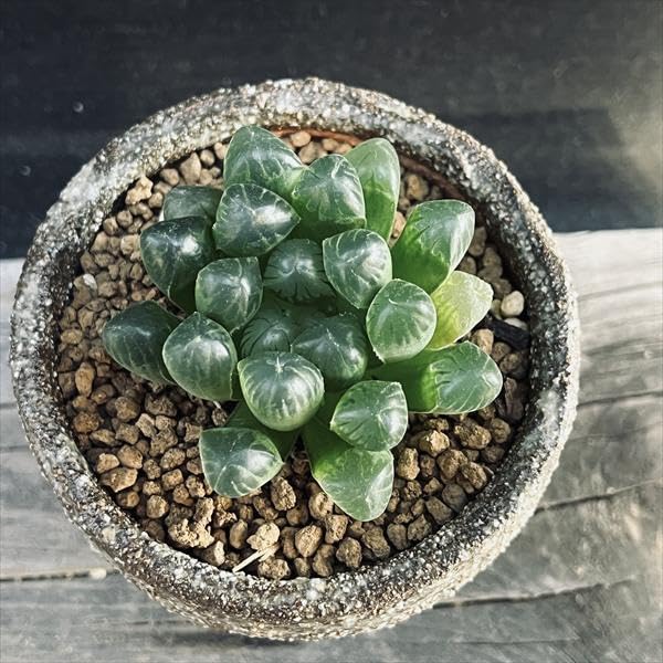 Haworthia Obtusa in Shigaraki Ceramic Pot