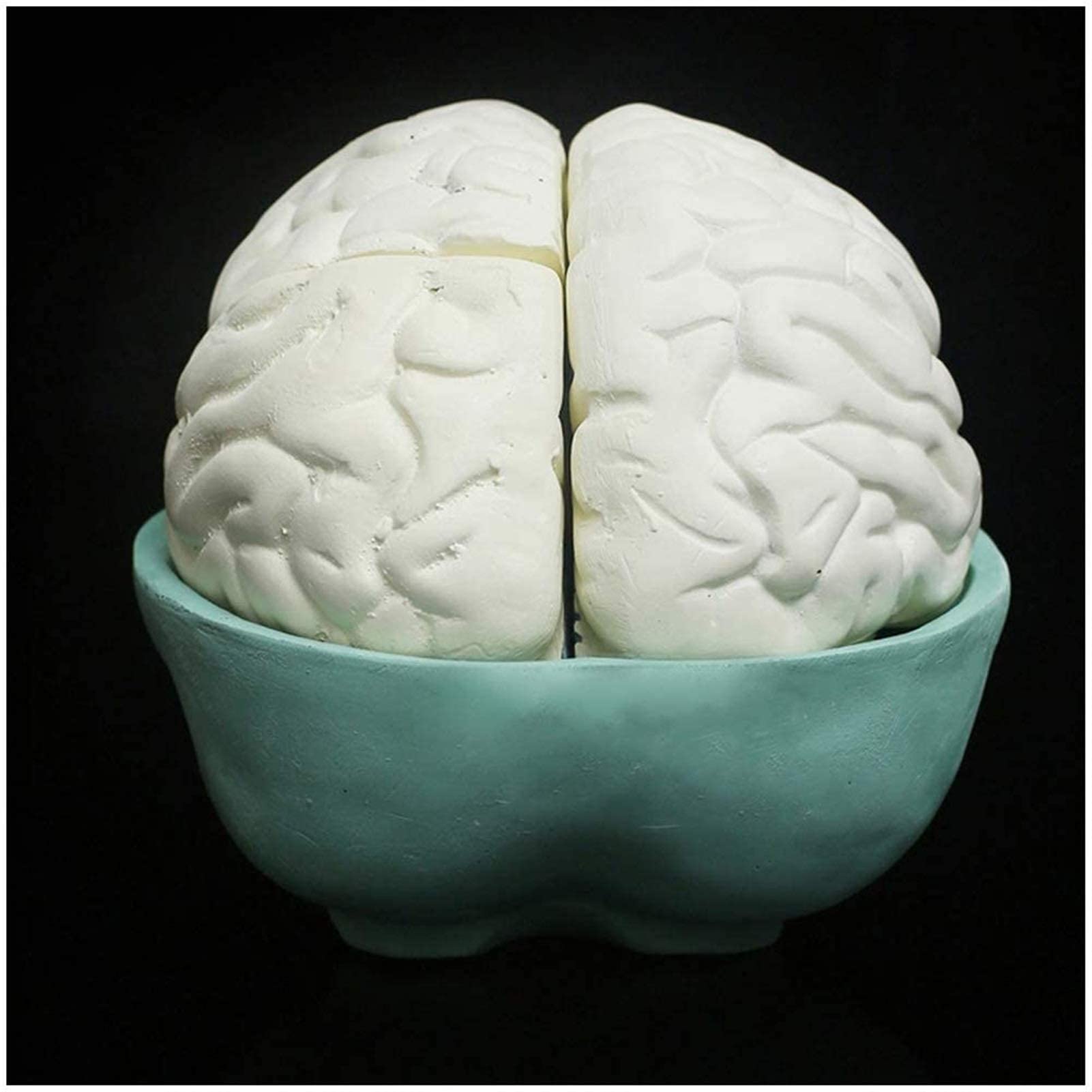 GTHTUHFD Anatomy Model, Brain Model - Detachable Human Brain - Human Organ Brain Model For Study Display Teaching Medical Model For Medical Demonstration Skeleton Model