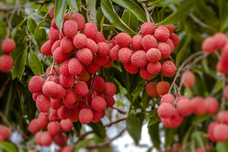 Image of Lychee Litchi Dwarf Thailand Grafted /Air Layer Plant Hybrid - Sweet Tropical Rare Live Plant For Home Garden - All Seasons (height 1-5 Feet) Thai Grafted Litchi