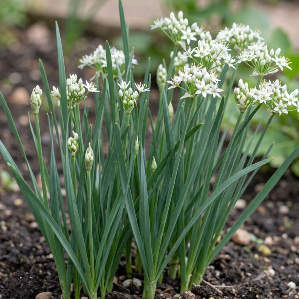 Chives Seeds – Mild Onion Flavoured Herb – Hardy Perennial Culinary Herb – Ideal for Salads, Soups & Garnish – Easy Grow Kitchen Garden Plant