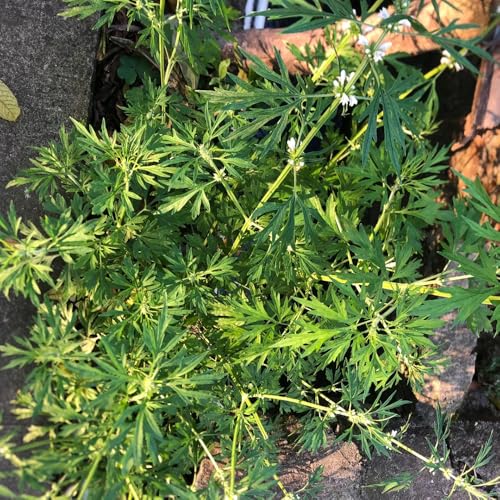 Semillas de agripalma, raras Leonurus japonicus, semillas de jardín Balcón con parterre de productos 50pcs